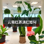 云南红茶滇红如何(图3) 云南红茶滇红如何(图3)