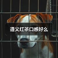 遵义红茶口感好么(图1) 遵义红茶口感好么(图1)