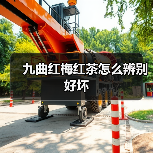 九曲红梅红茶怎么辨别好坏(图1) 九曲红梅红茶怎么辨别好坏(图1)