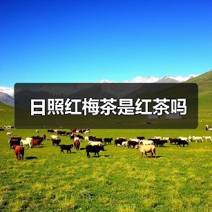 日照红梅茶是红茶吗(图4) 日照红梅茶是红茶吗(图4)