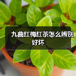 九曲红梅红茶怎么辨别好坏(图4) 九曲红梅红茶怎么辨别好坏(图4)