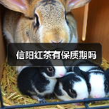 信阳红茶有保质期吗(图4) 信阳红茶有保质期吗(图4)