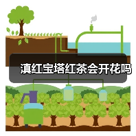 滇红宝塔红茶会开花吗(图2) 滇红宝塔红茶会开花吗(图2)