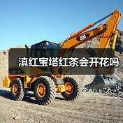 滇红宝塔红茶会开花吗(图3) 滇红宝塔红茶会开花吗(图3)