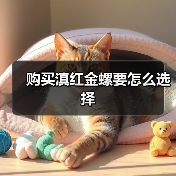 购买滇红金螺要怎么选择(图3) 购买滇红金螺要怎么选择(图3)
