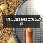 购买滇红金螺要怎么选择(图4) 购买滇红金螺要怎么选择(图4)