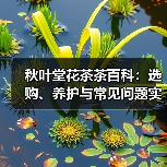 秋叶堂花茶茶百科:选购、养护与常见问题实用指南(图4) 秋叶堂花茶茶百科:选购、养护与常见问题实用指南(图4)