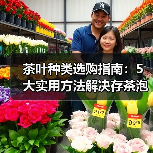 茶叶种类选购指南:5大实用方法解决存茶泡茶难题(图4) 茶叶种类选购指南:5大实用方法解决存茶泡茶难题(图4)